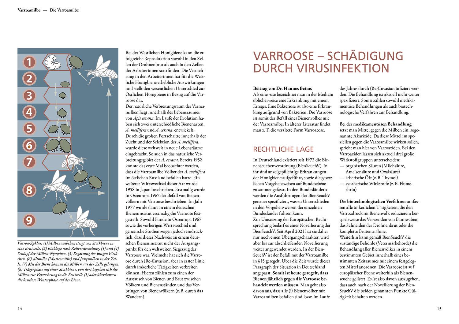 Beispielinhalt (Bild) Varroamilbe