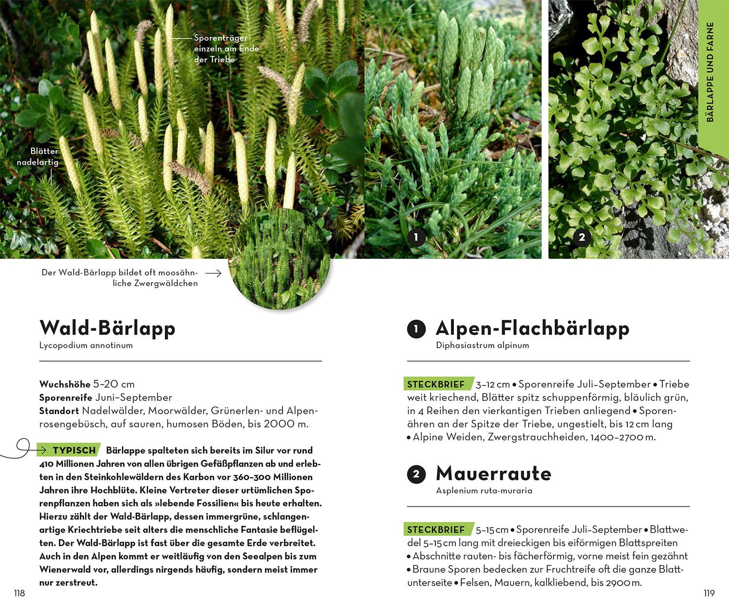 Beispielinhalt (Bild) Basic Alpenblumen