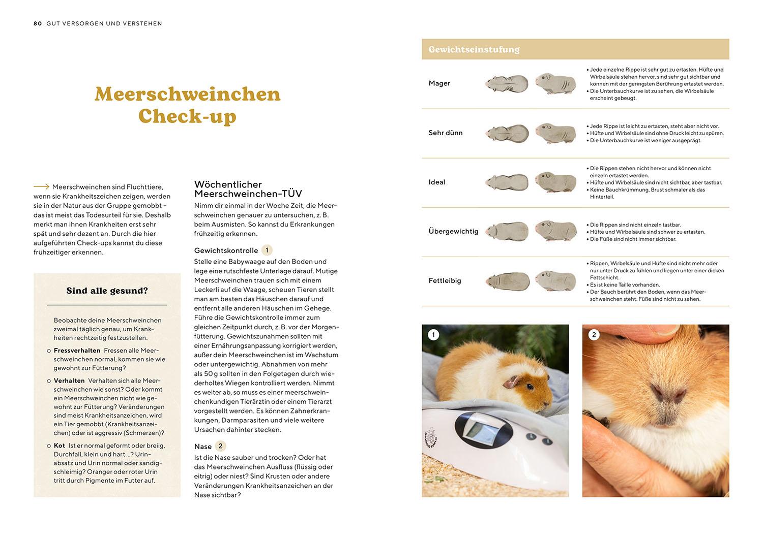 Beispielinhalt (Bild) Meerschweinchen