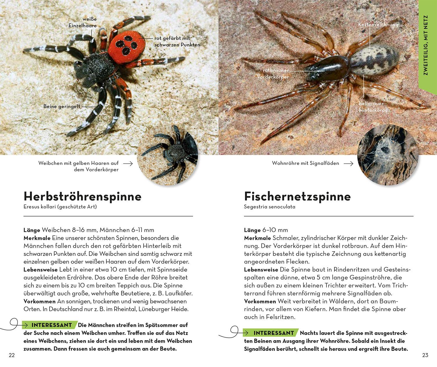 Beispielinhalt (Bild) Basic Spinnen