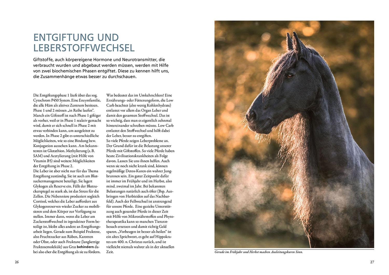 Beispielinhalt (Bild) Stoffwechselerkrankungen bei Pferden