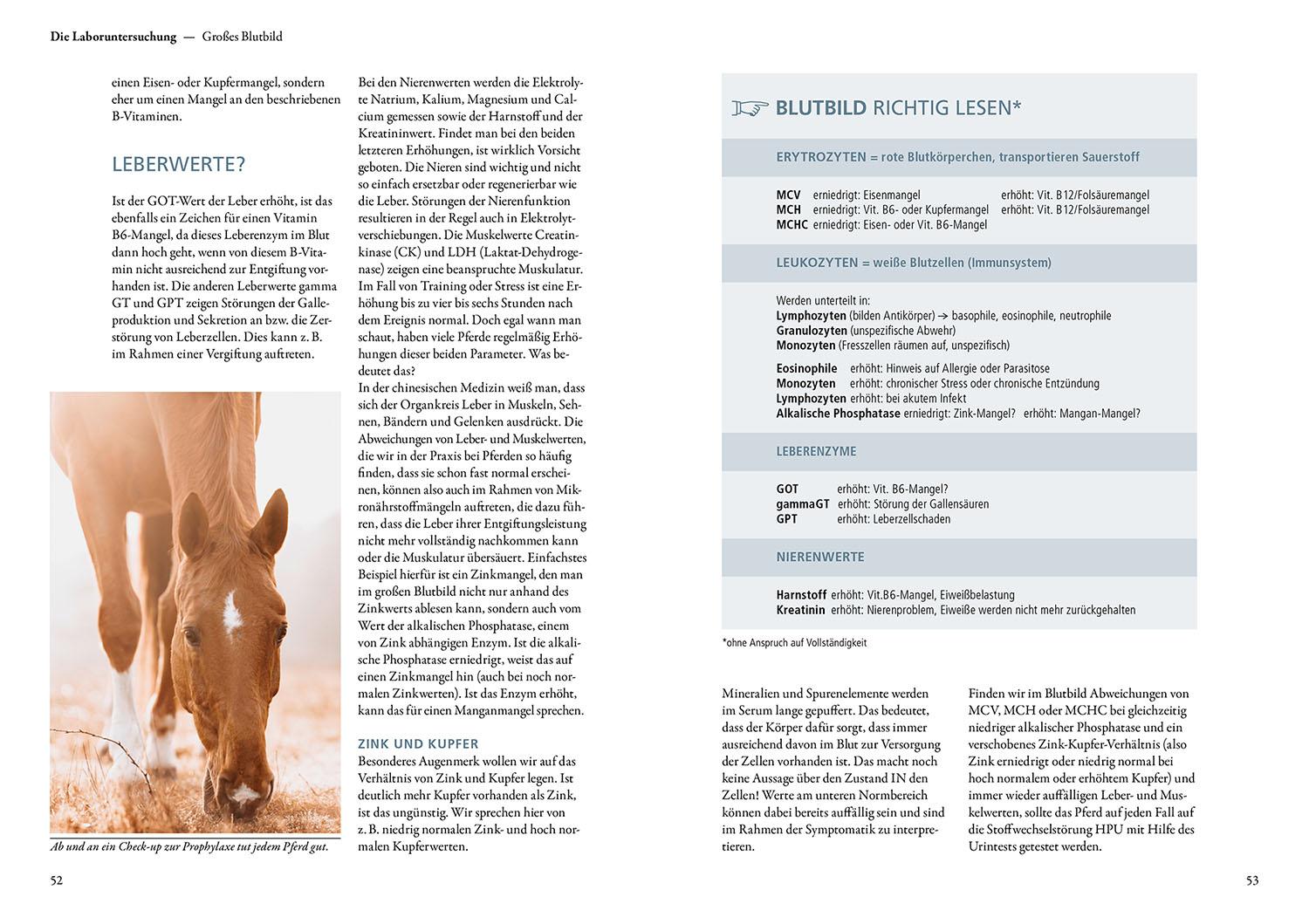 Beispielinhalt (Bild) Stoffwechselerkrankungen bei Pferden