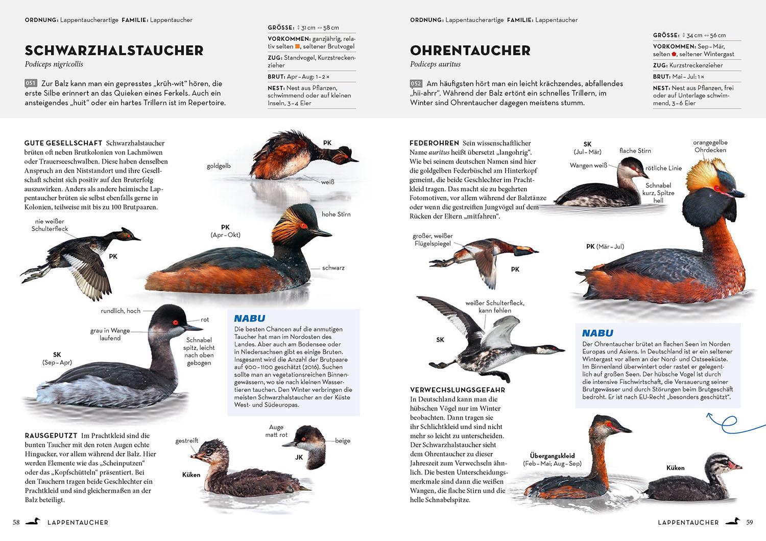 Beispielinhalt (Bild) Das NABU-Vogelbuch