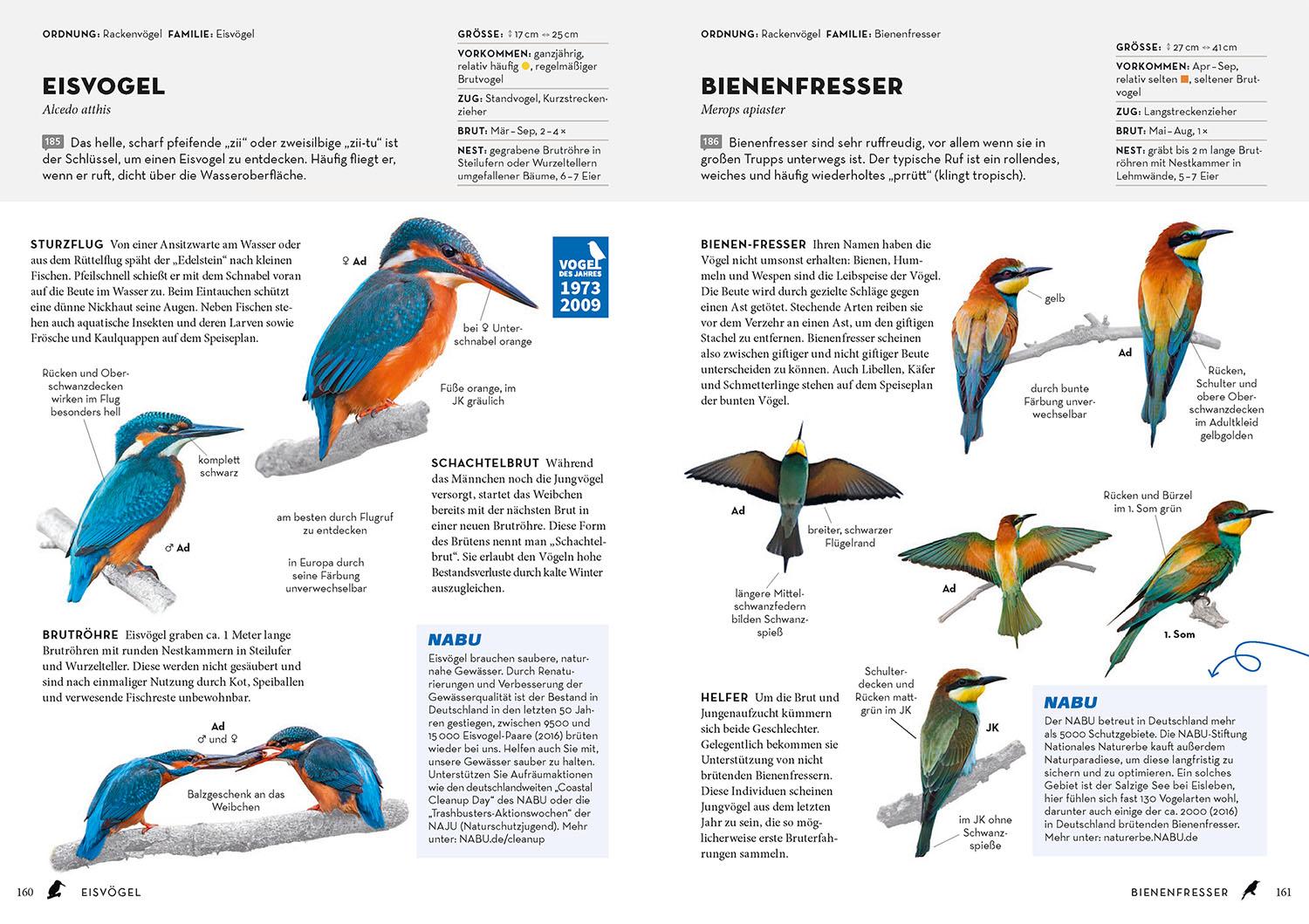 Beispielinhalt (Bild) Das NABU-Vogelbuch