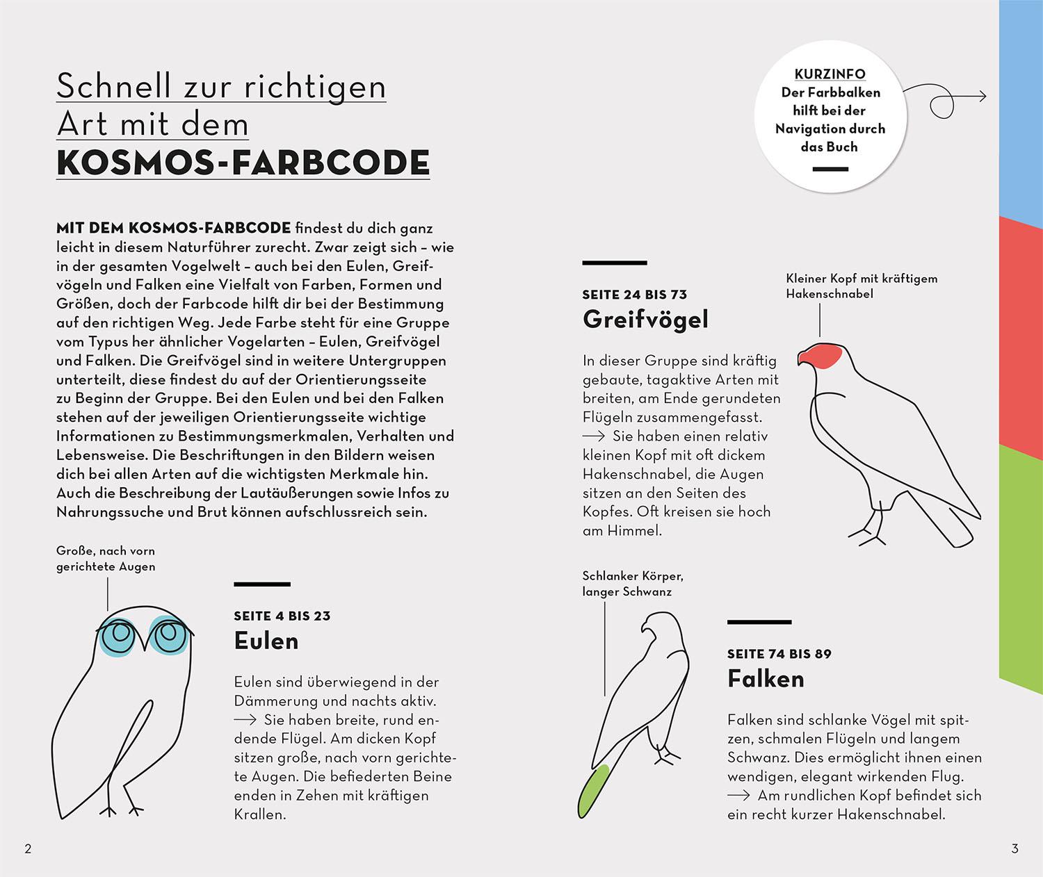 Beispielinhalt (Bild) Basic Greifvögel und Eulen