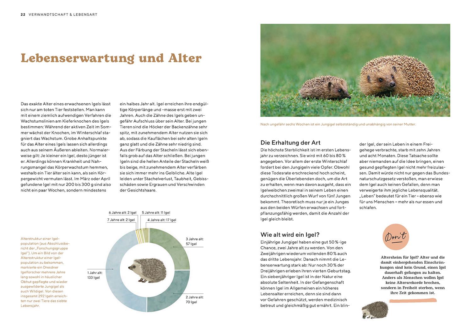 Beispielinhalt (Bild) Igel im Garten