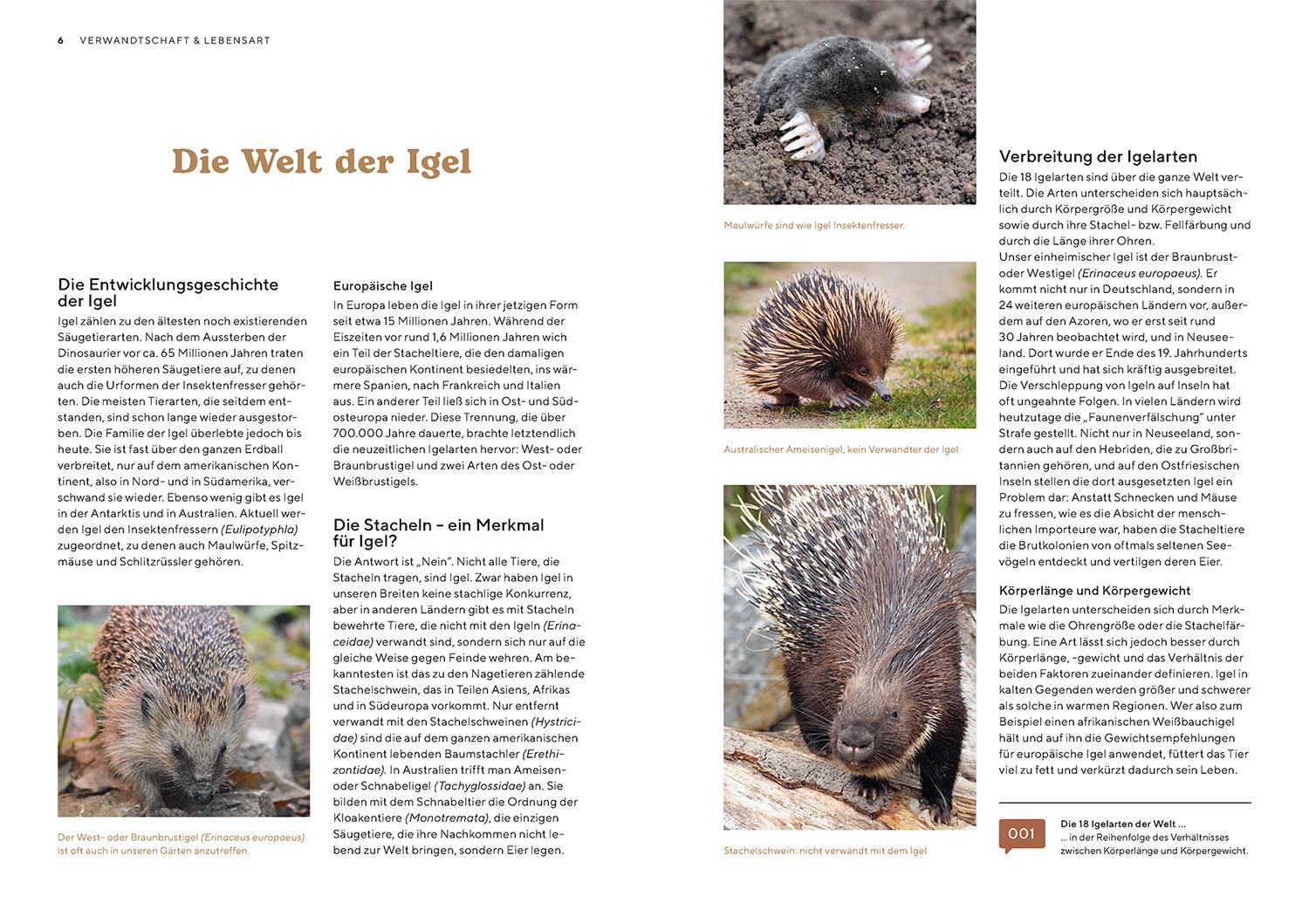 Beispielinhalt (Bild) Igel im Garten