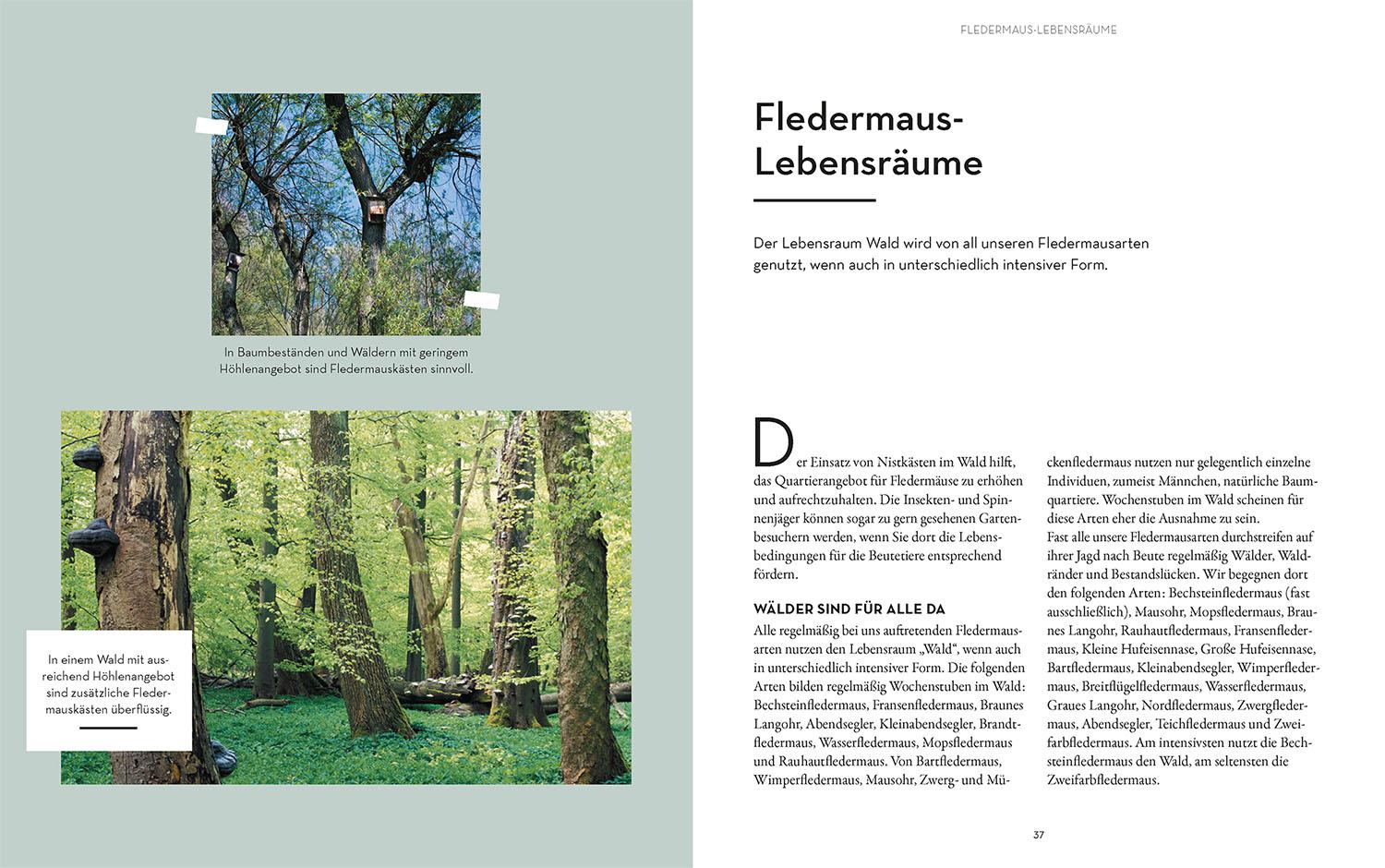 Beispielinhalt (Bild) Fledermäuse