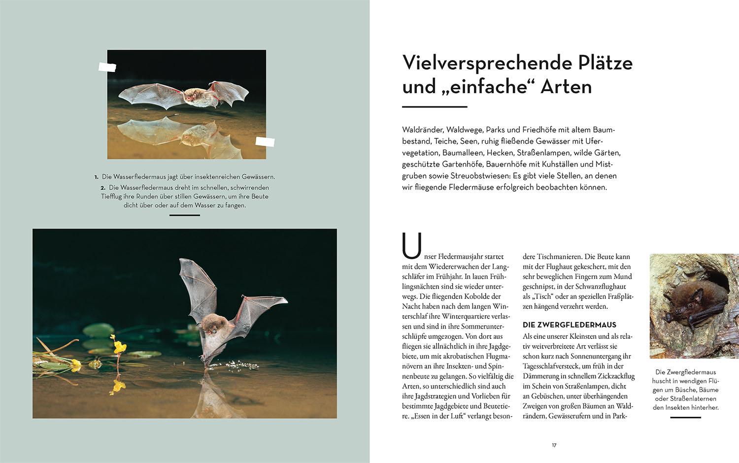 Beispielinhalt (Bild) Fledermäuse