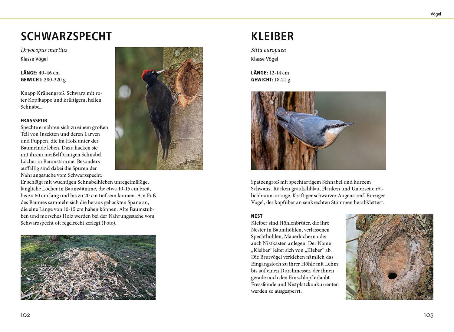 Beispielinhalt (Bild) Tierspuren lebensgroß