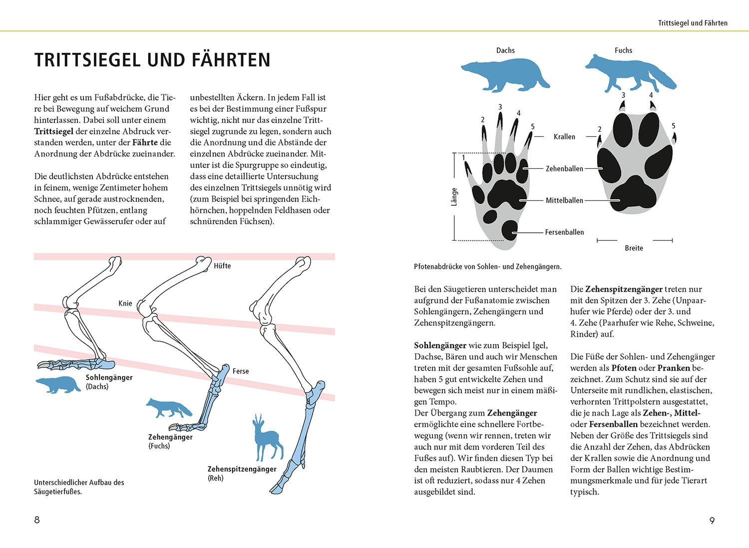 Beispielinhalt (Bild) Tierspuren lebensgroß