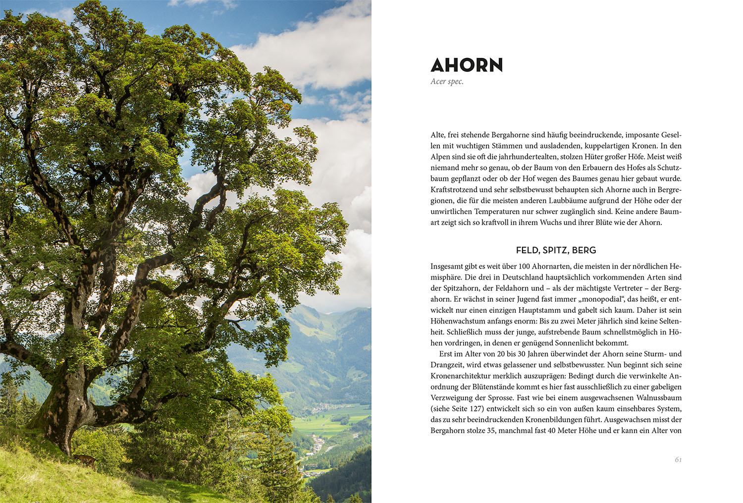 Beispielinhalt (Bild) Bäume