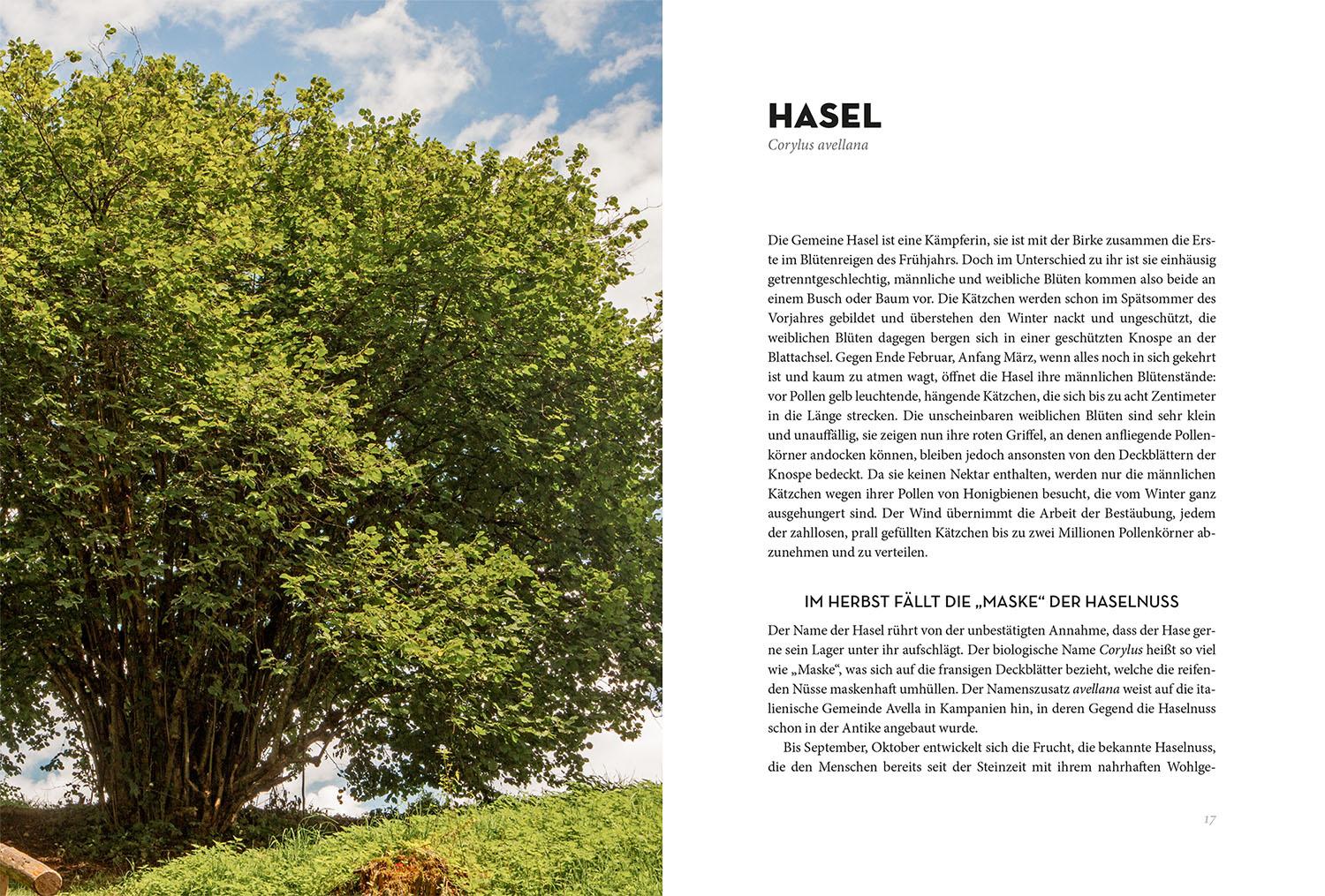 Beispielinhalt (Bild) Bäume