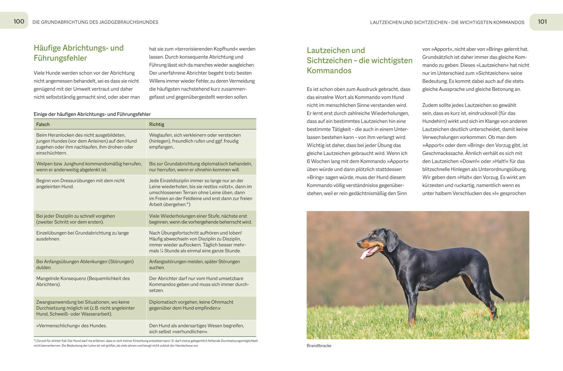 Beispielinhalt (Bild) Der Jagdgebrauchshund