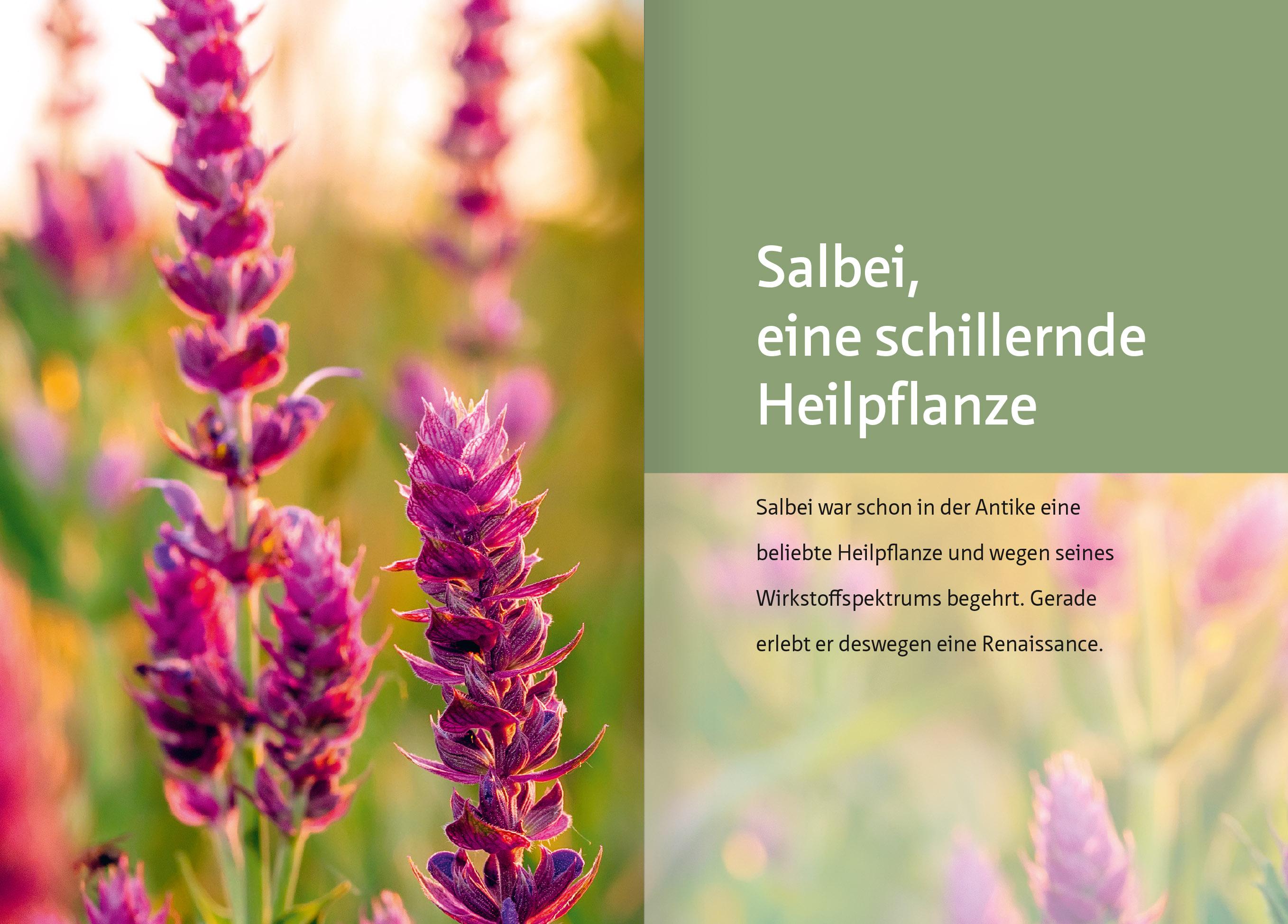 Beispielinhalt (Bild) Salbei - Mutter aller Heilpflanzen. Kompakt-Ratgeber