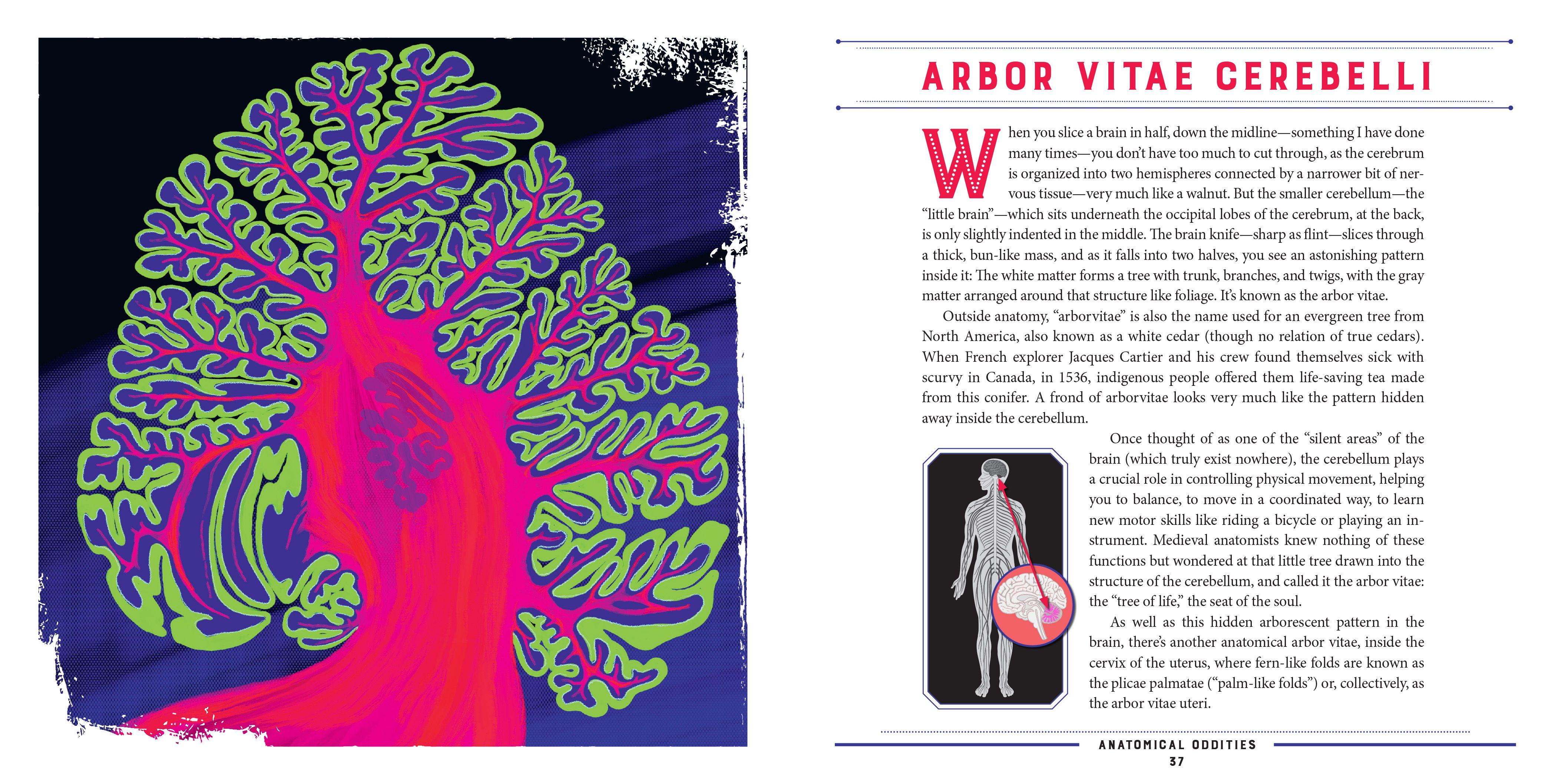 Beispielinhalt (Bild) Anatomical Oddities