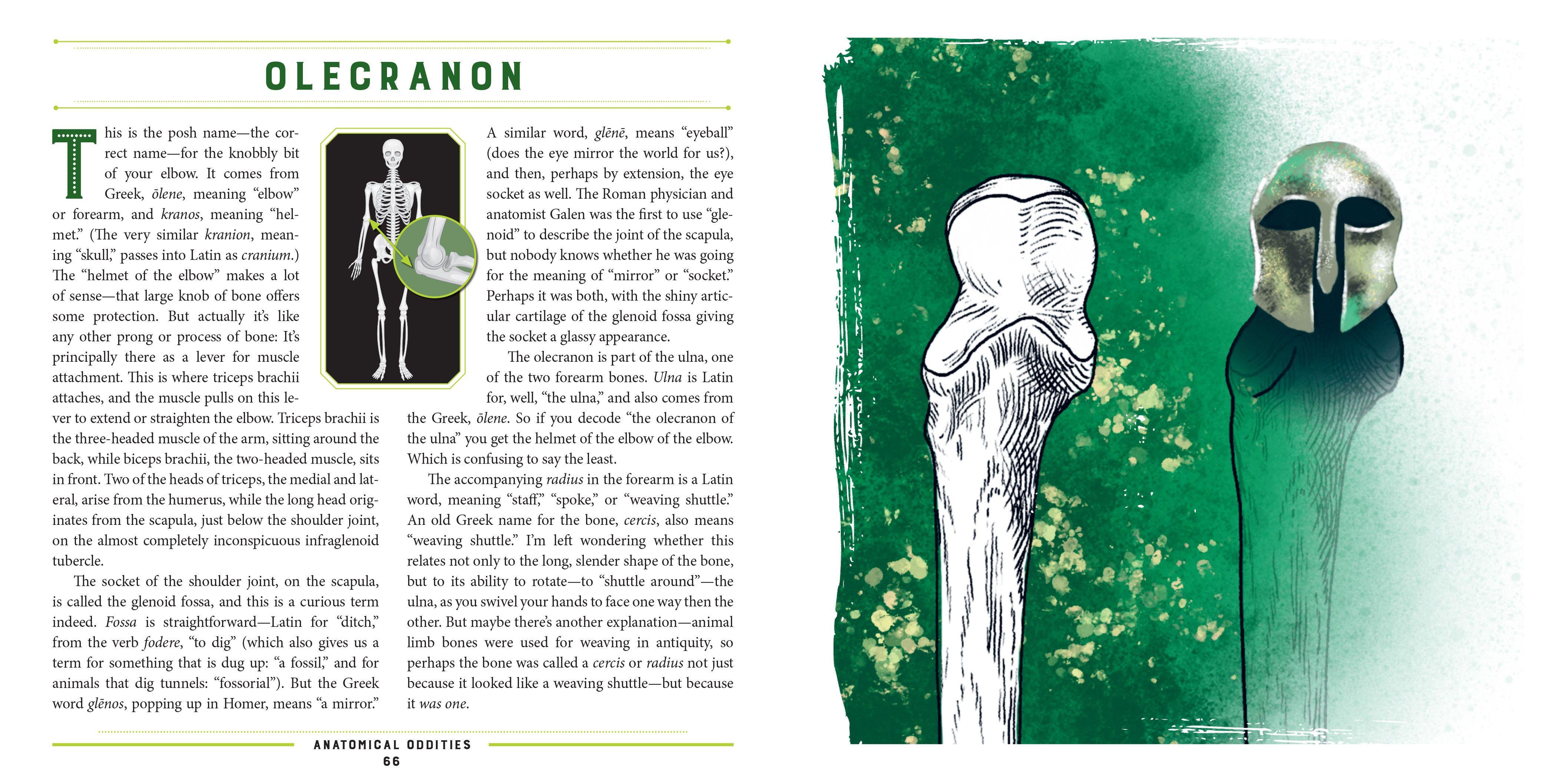 Beispielinhalt (Bild) Anatomical Oddities