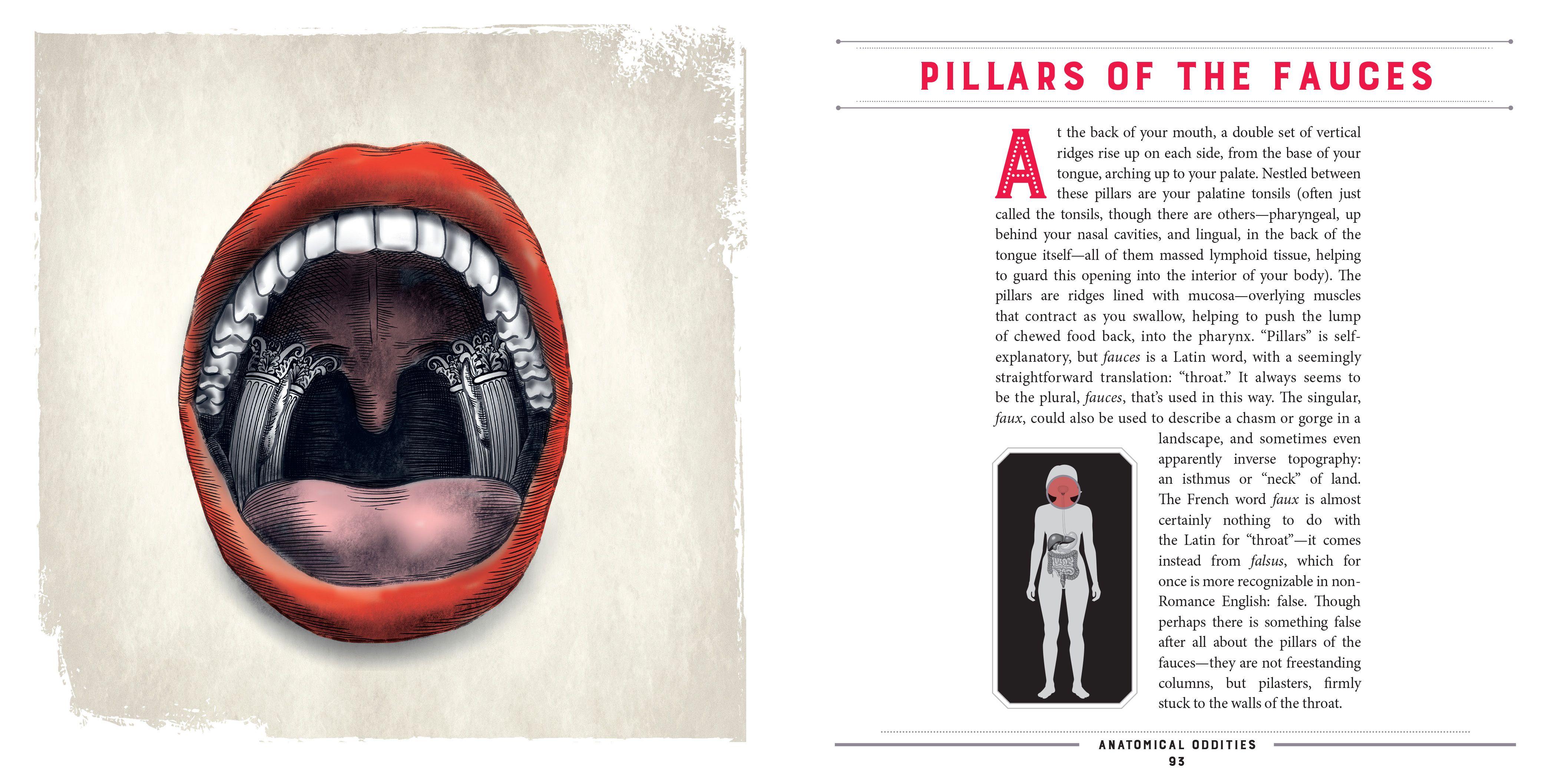 Beispielinhalt (Bild) Anatomical Oddities