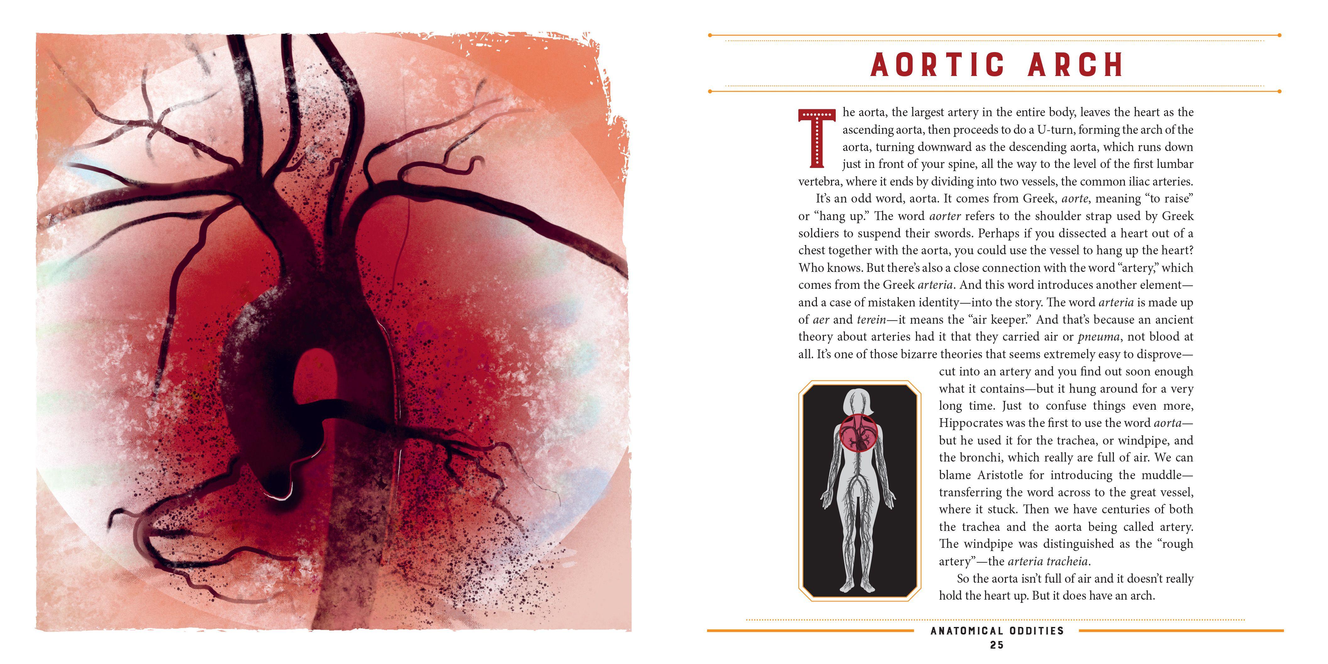 Beispielinhalt (Bild) Anatomical Oddities