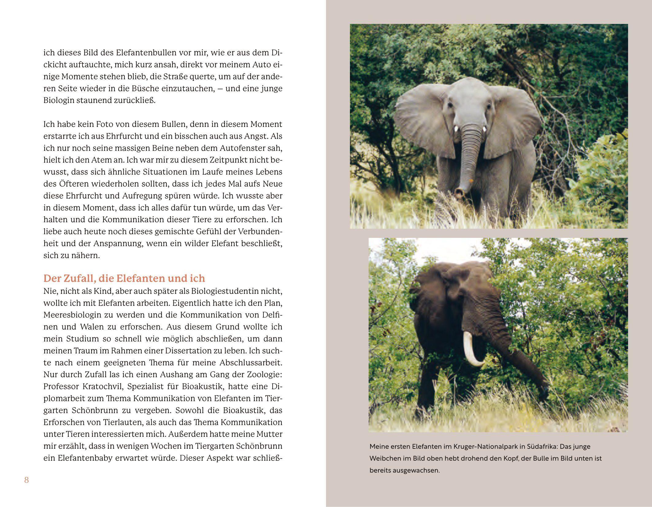 Beispielinhalt (Bild) Elefanten