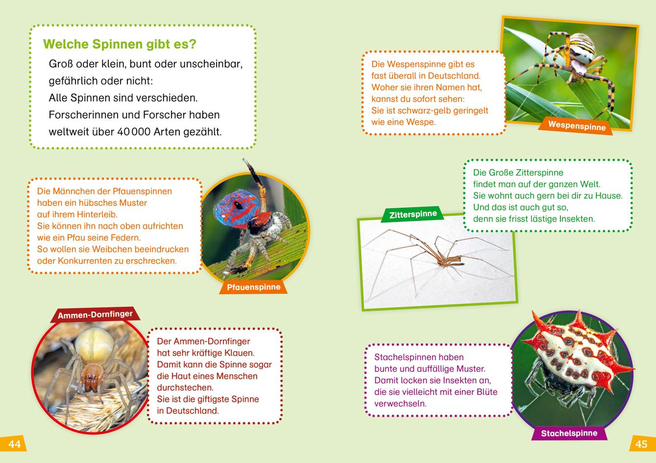 Beispielinhalt (Bild) WAS IST WAS Erstes Lesen Band 24. Spinnen
