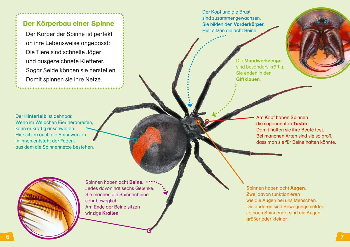 Beispielinhalt (Bild) WAS IST WAS Erstes Lesen Band 24. Spinnen