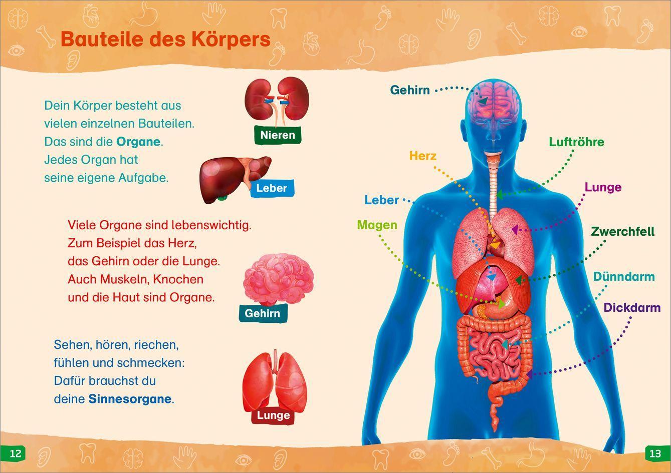 Beispielinhalt (Bild) WAS IST WAS Erstes Lesen easy! Band 13. Was unser Körper alles kann