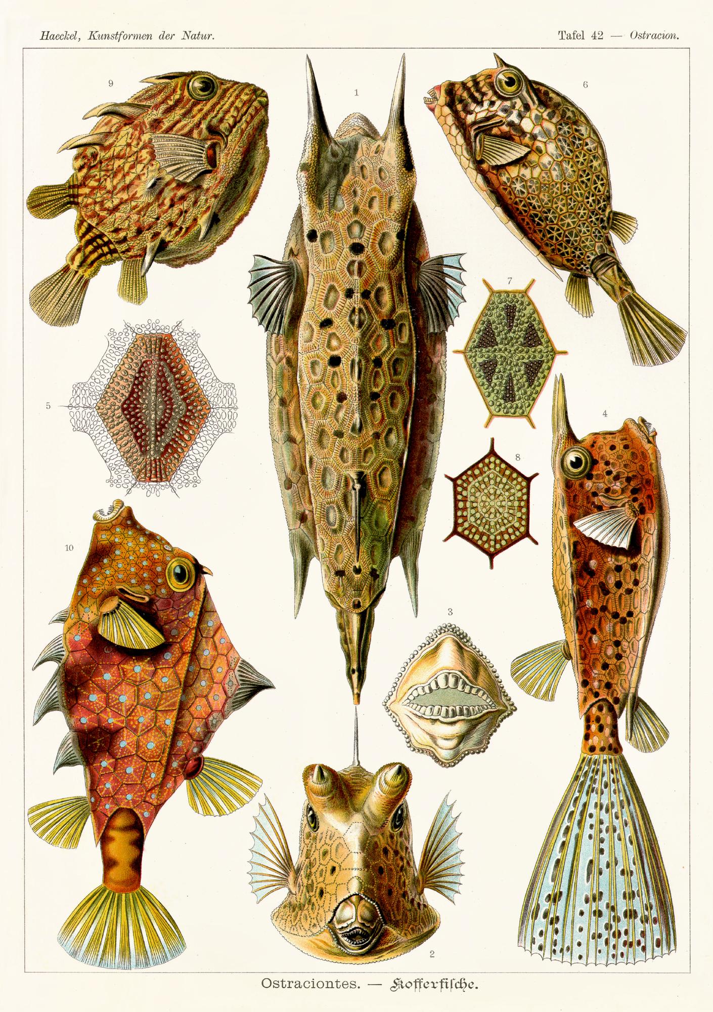 Beispielinhalt (Bild) 20 000 Meilen unter den Meeren