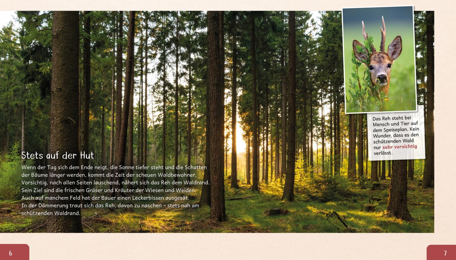 Beispielinhalt (Bild) Meine große Tierbibliothek: Das Reh