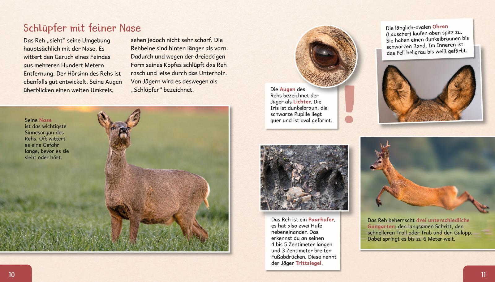 Beispielinhalt (Bild) Meine große Tierbibliothek: Das Reh