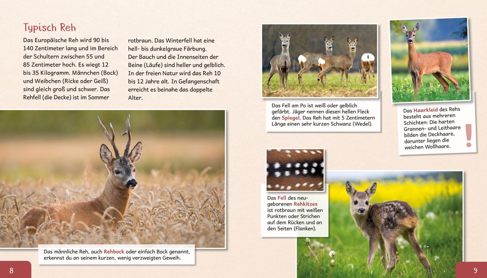 Beispielinhalt (Bild) Meine große Tierbibliothek: Das Reh