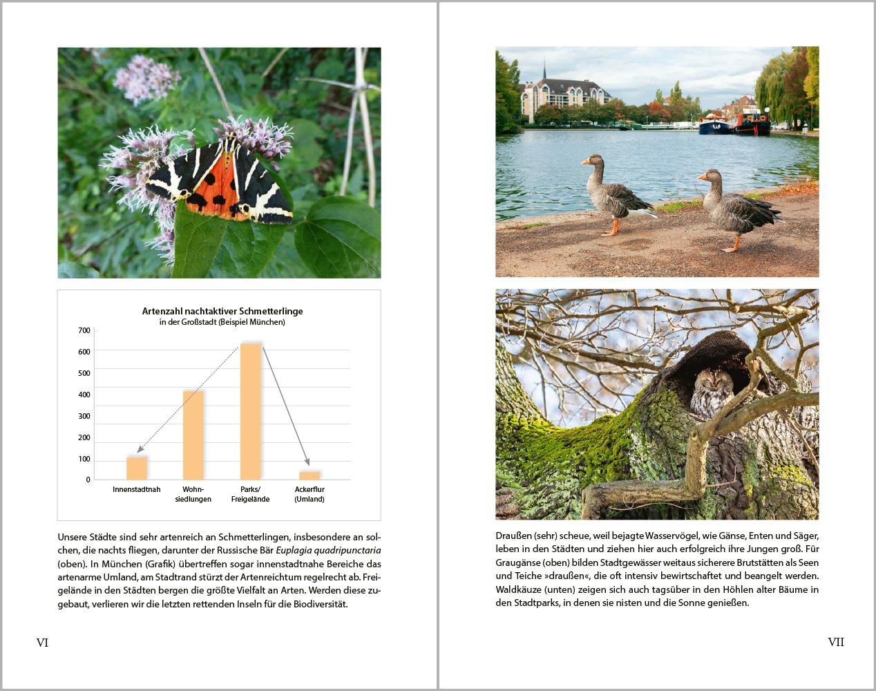 Beispielinhalt (Bild) Stadtnatur