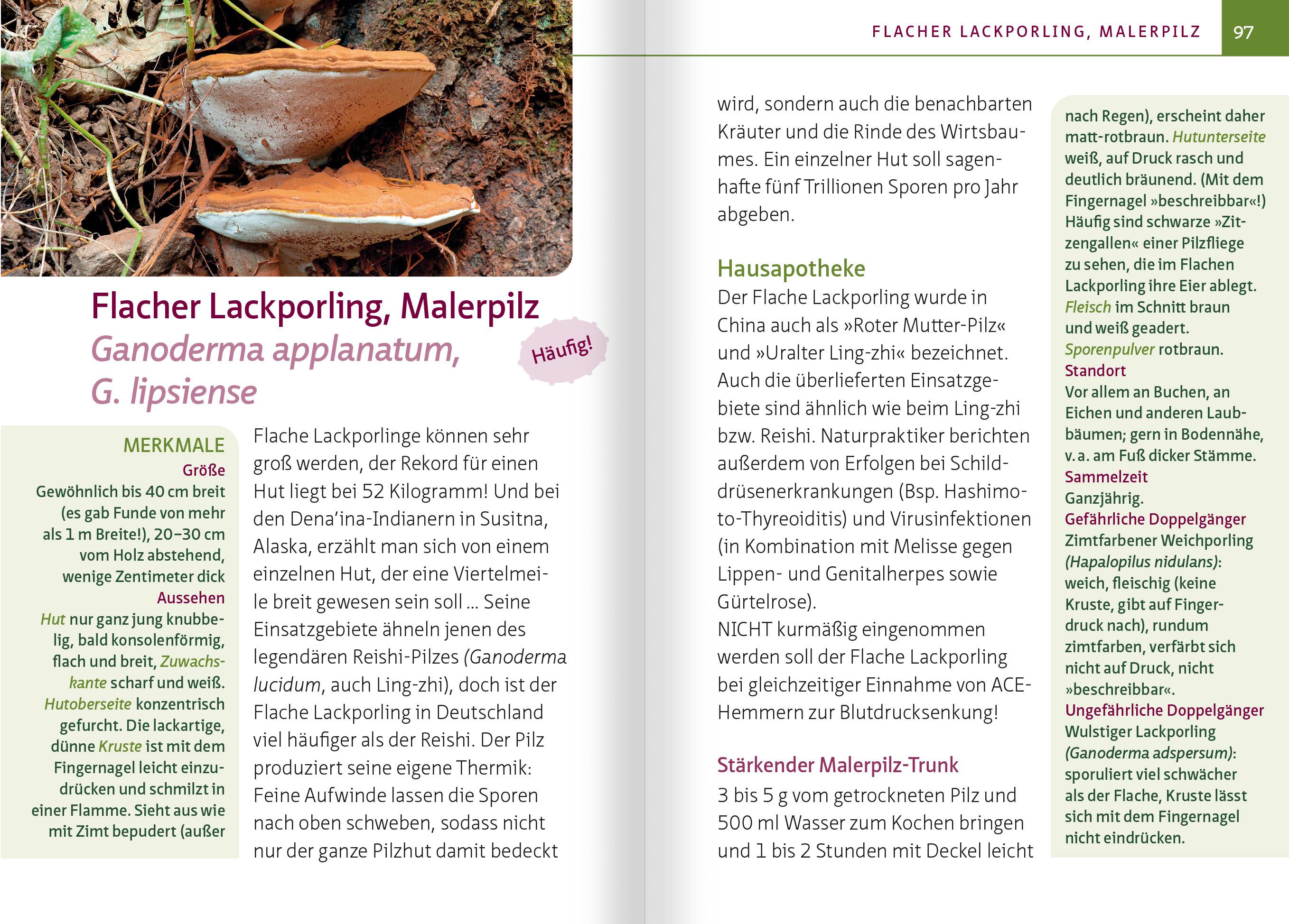 Beispielinhalt (Bild) Heimische Heil- und Vitalpilze. Kompakt-Ratgeber