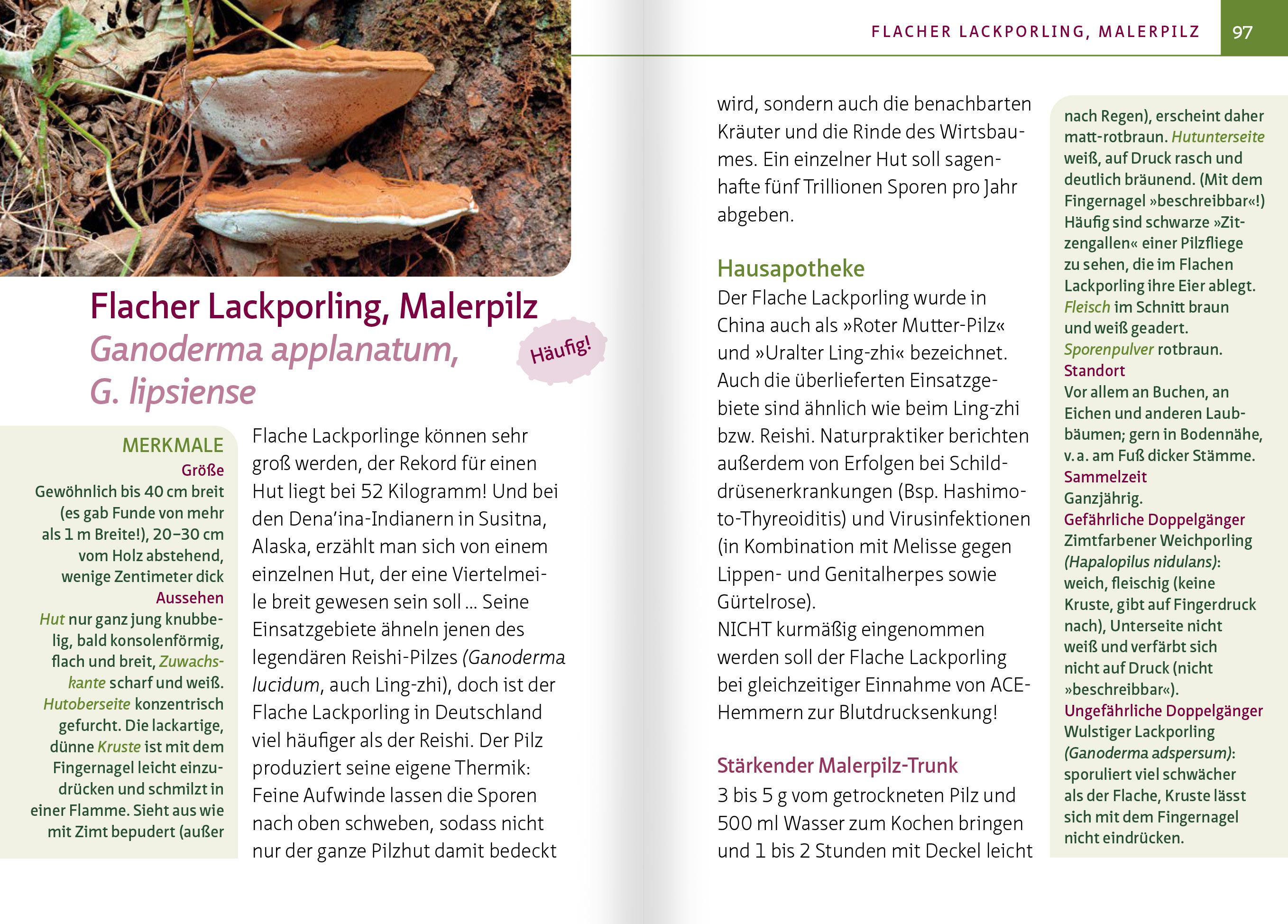 Beispielinhalt (Bild) Heimische Heil- und Vitalpilze. Kompakt-Ratgeber