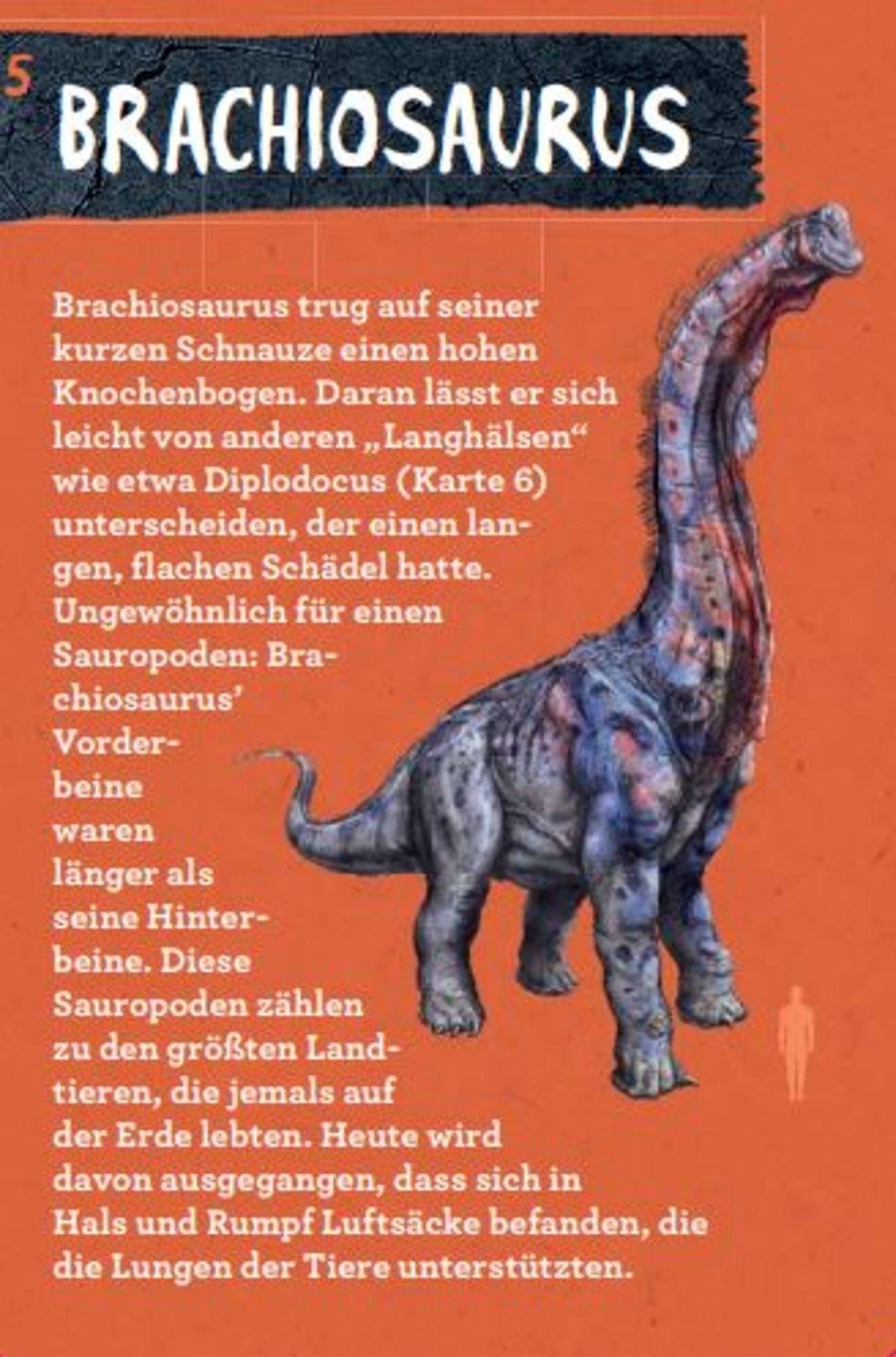 Beispielinhalt (Bild) 50 Dinosaurier