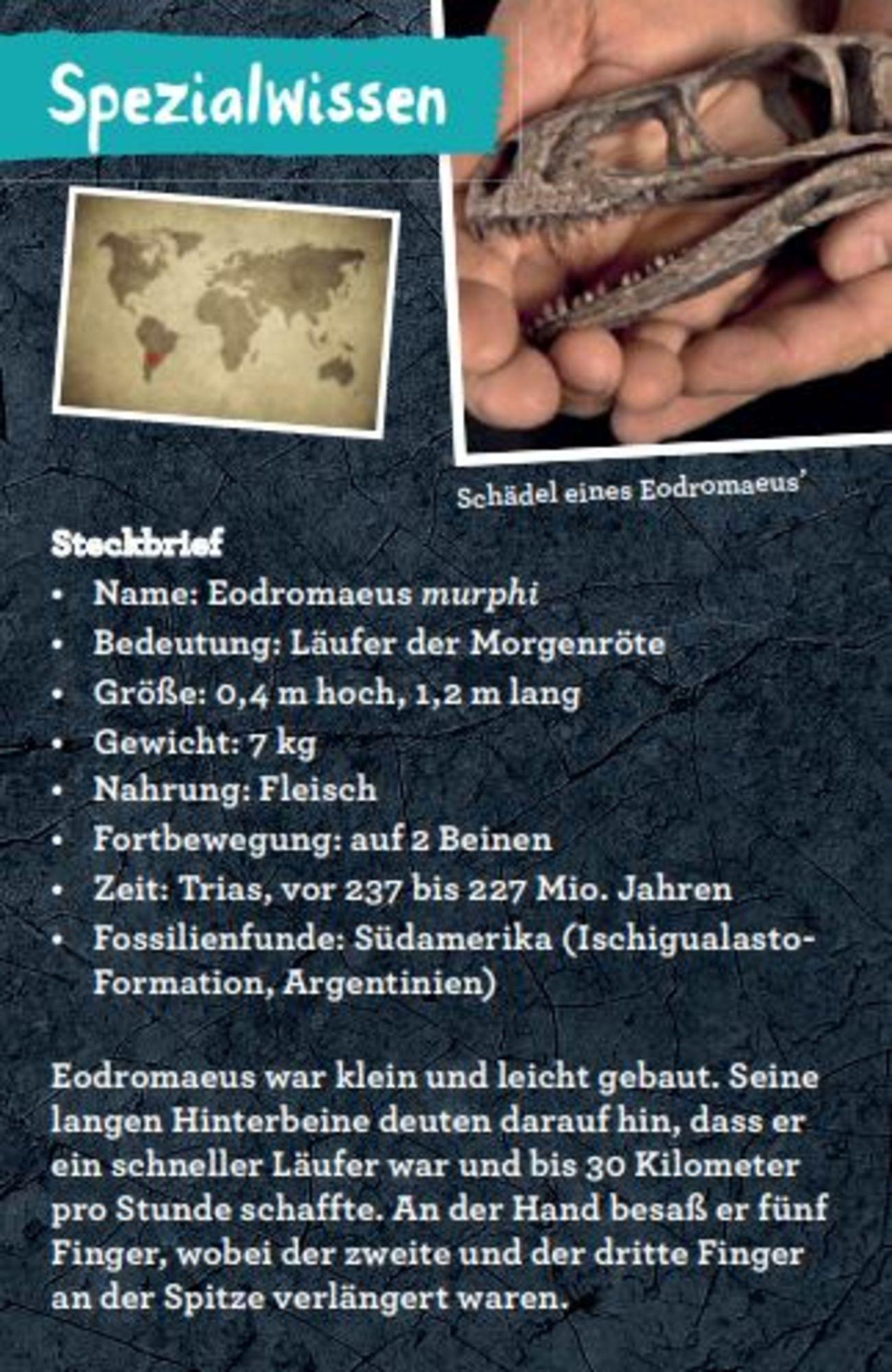 Beispielinhalt (Bild) 50 Dinosaurier