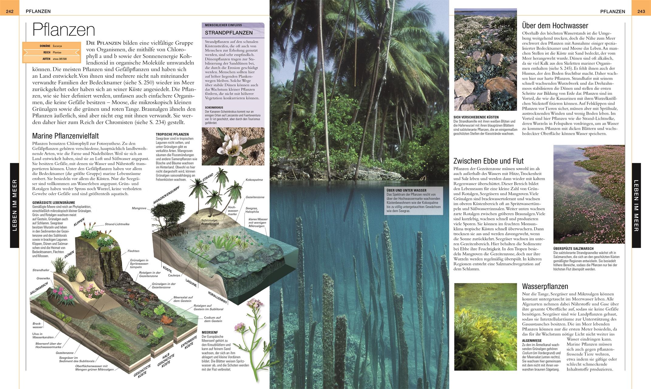 Beispielinhalt (Bild) Ozeane