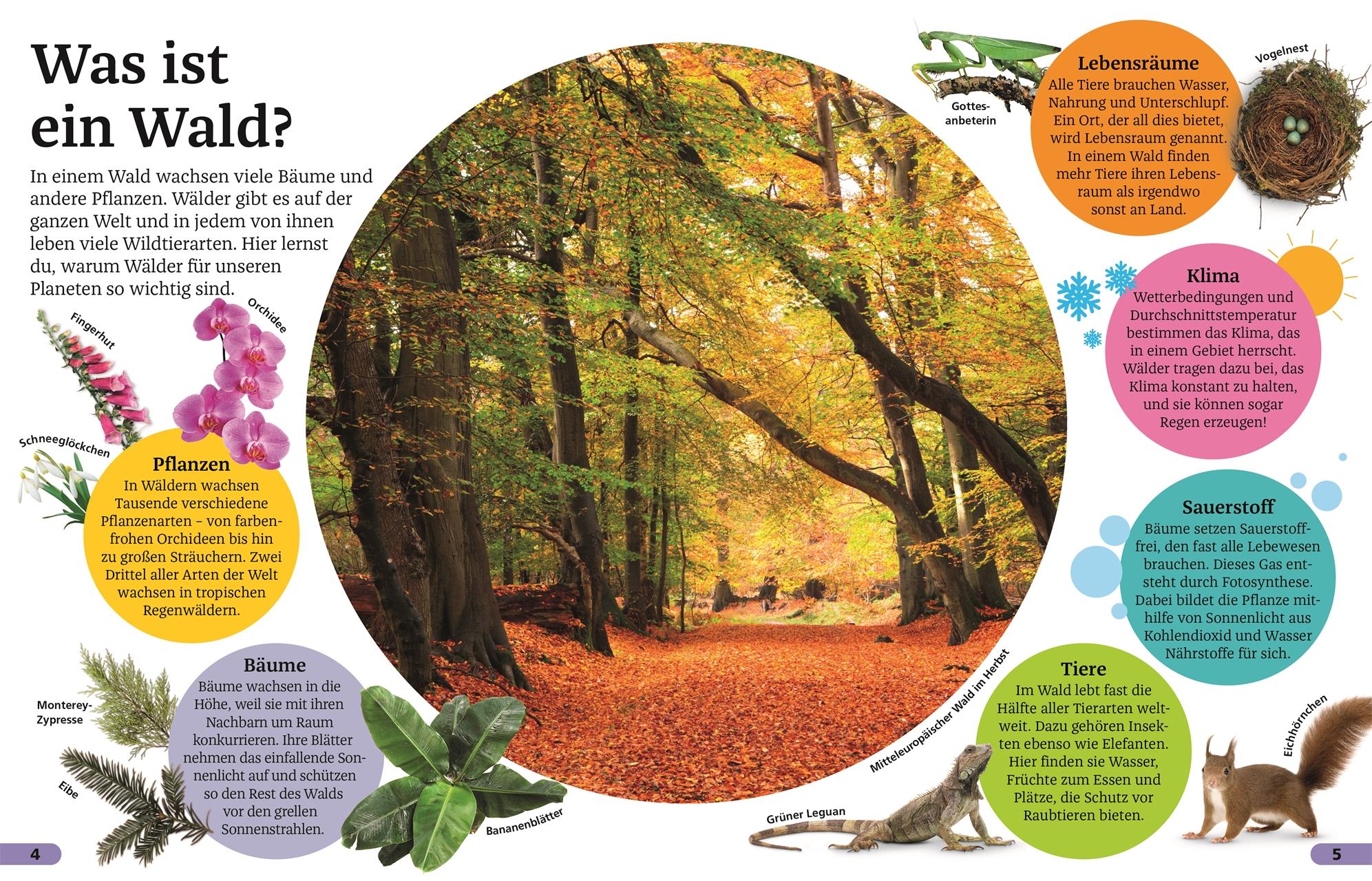 Beispielinhalt (Bild) Superchecker! Wald