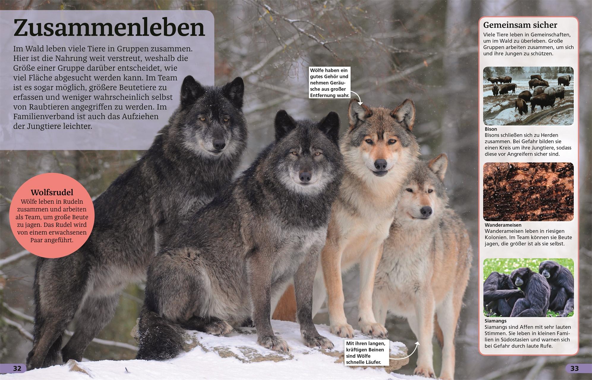 Beispielinhalt (Bild) Superchecker! Wald