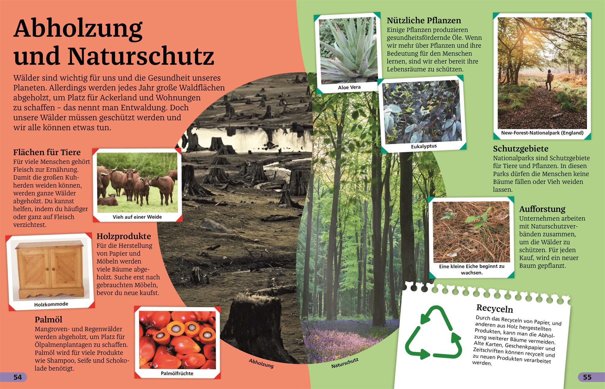 Beispielinhalt (Bild) Superchecker! Wald