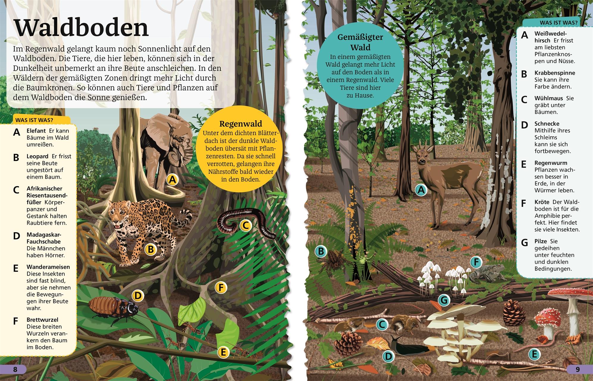 Beispielinhalt (Bild) Superchecker! Wald