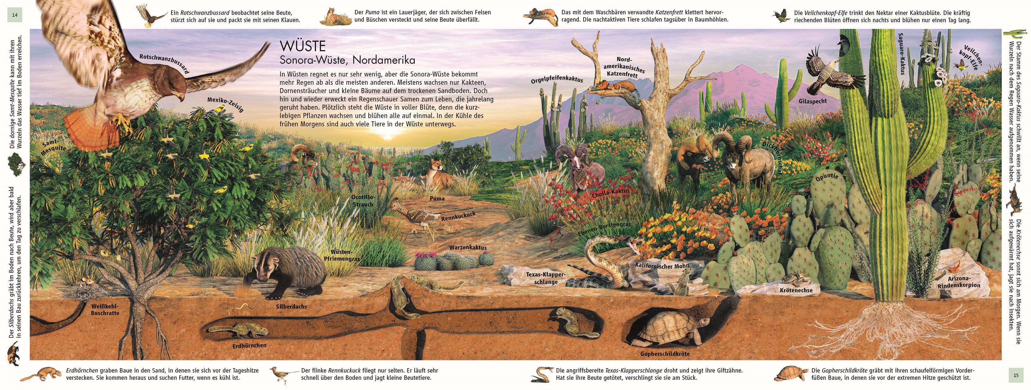 Beispielinhalt (Bild) Lebensräume der Erde