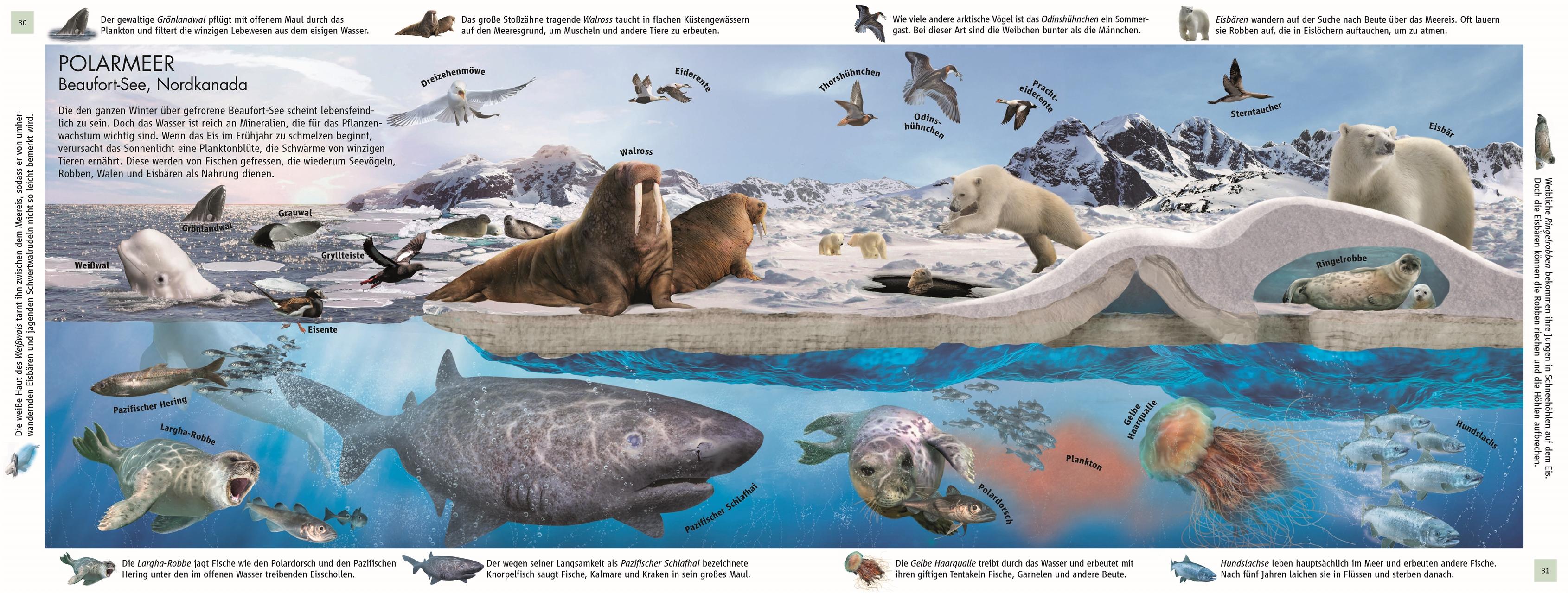 Beispielinhalt (Bild) Lebensräume der Erde