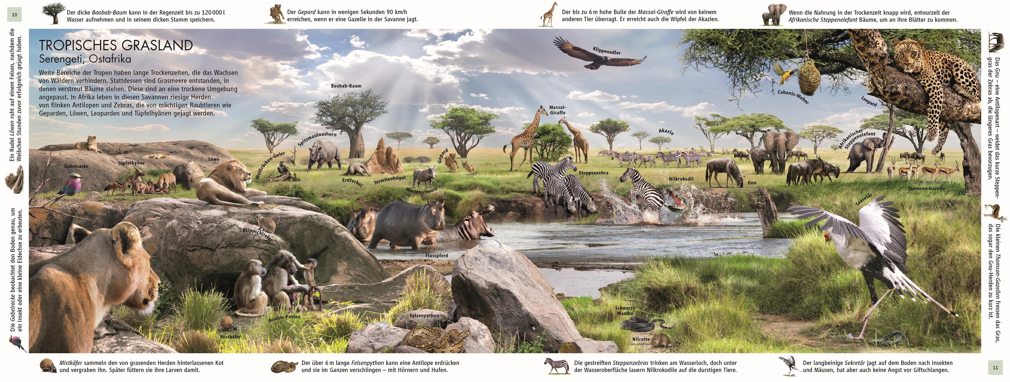 Beispielinhalt (Bild) Lebensräume der Erde