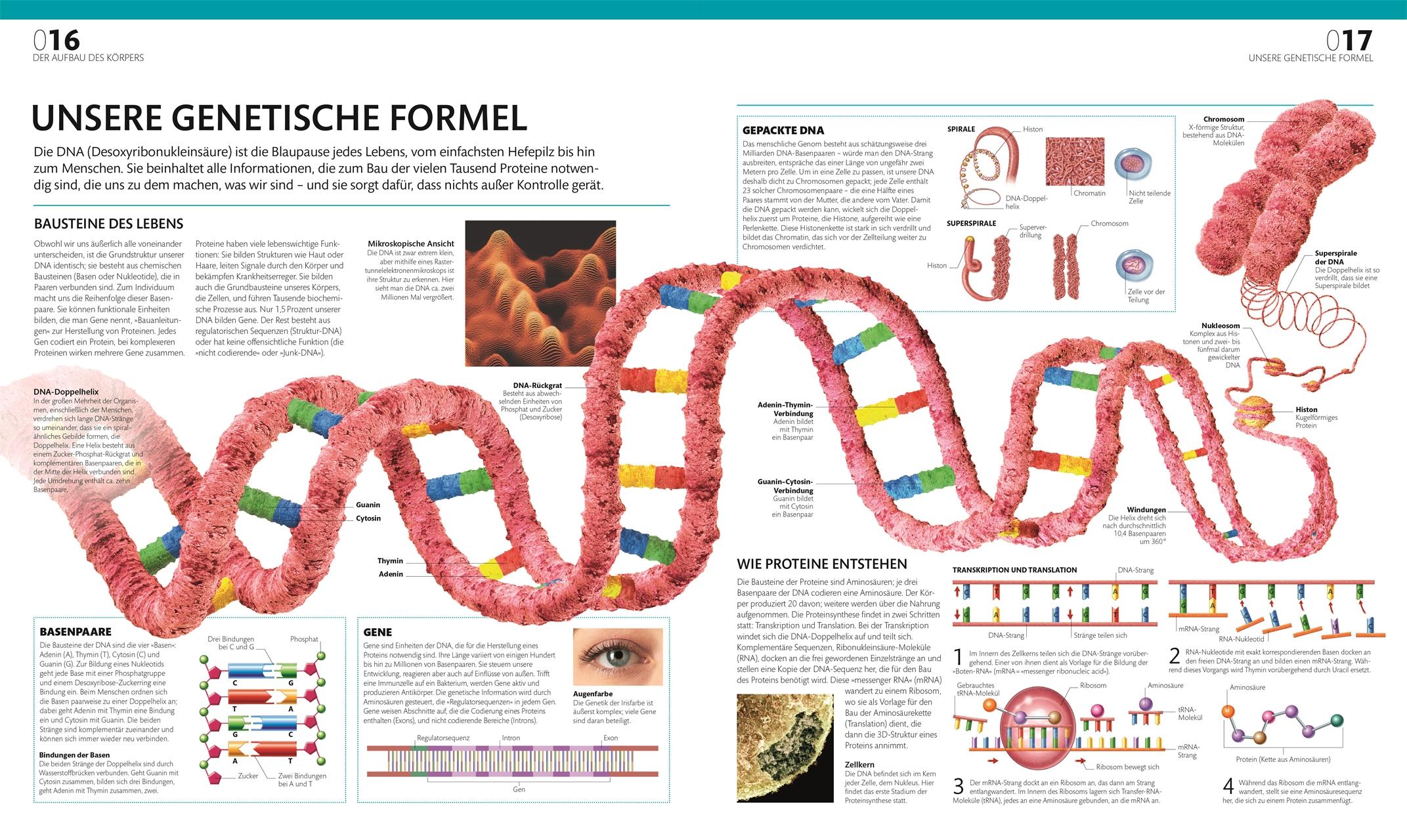 Beispielinhalt (Bild) Anatomie und Physiologie