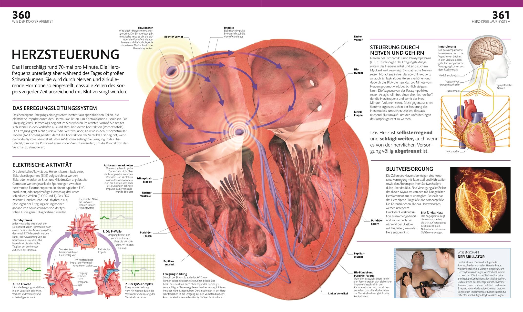 Beispielinhalt (Bild) Anatomie und Physiologie