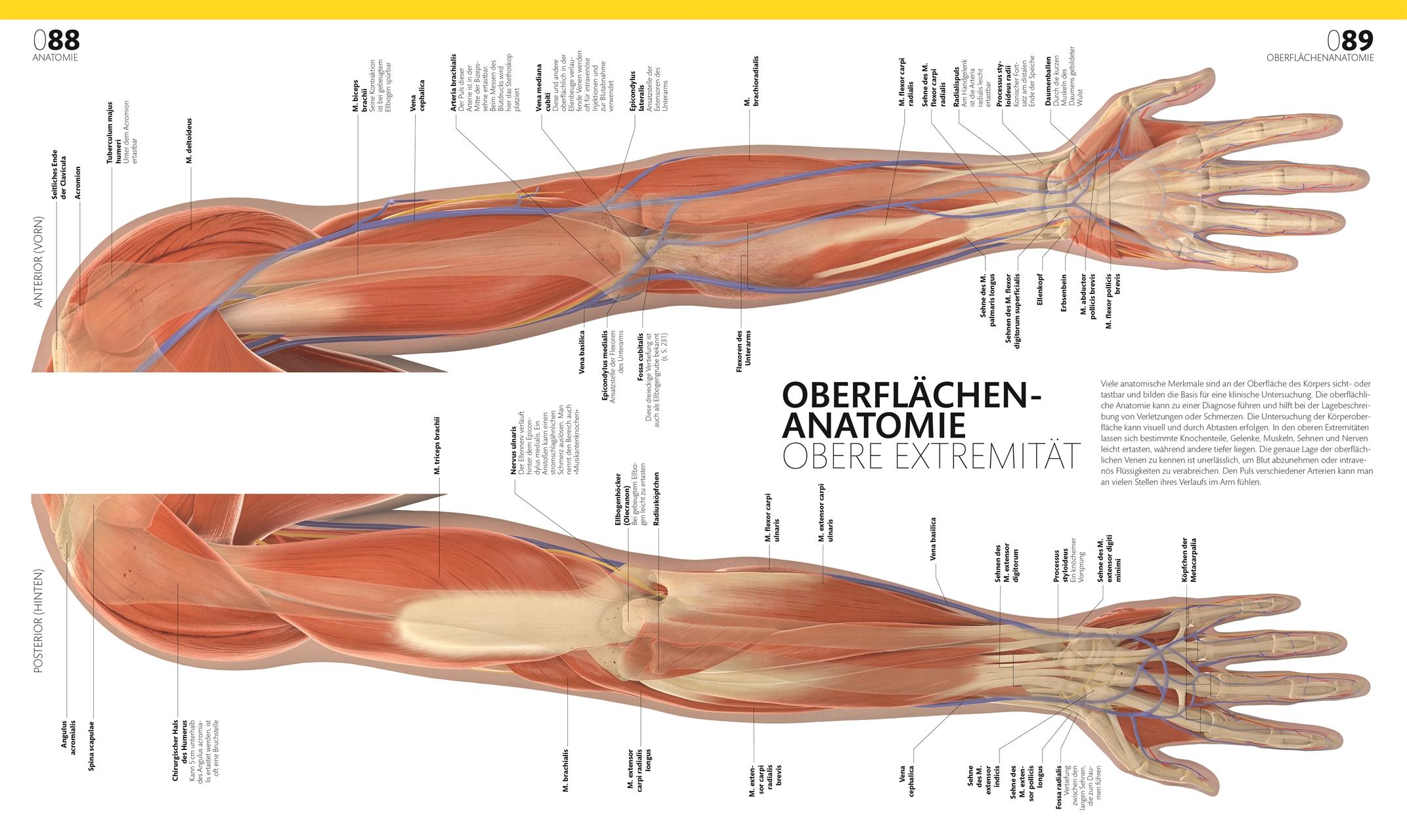 Beispielinhalt (Bild) Anatomie und Physiologie