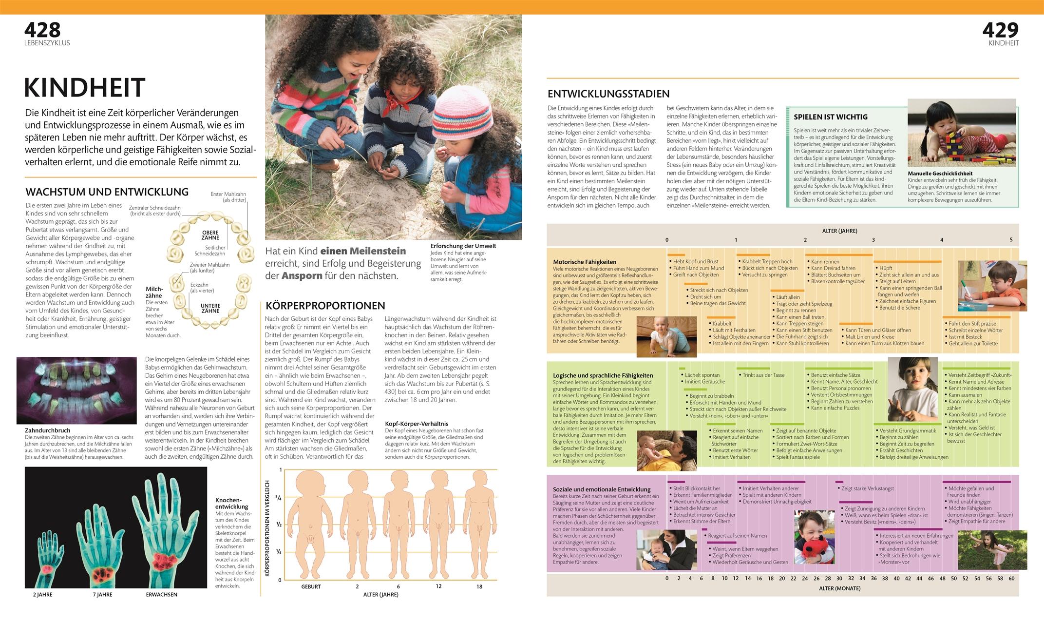 Beispielinhalt (Bild) Anatomie und Physiologie
