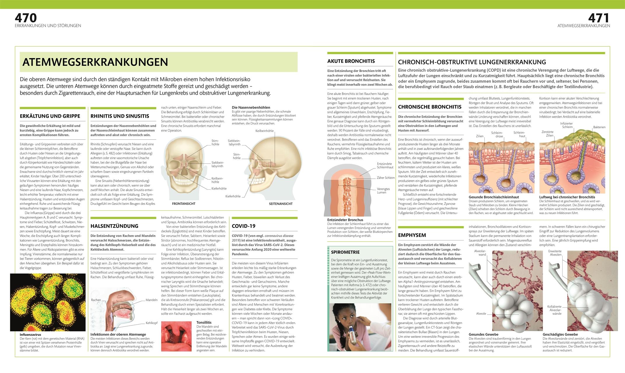 Beispielinhalt (Bild) Anatomie und Physiologie