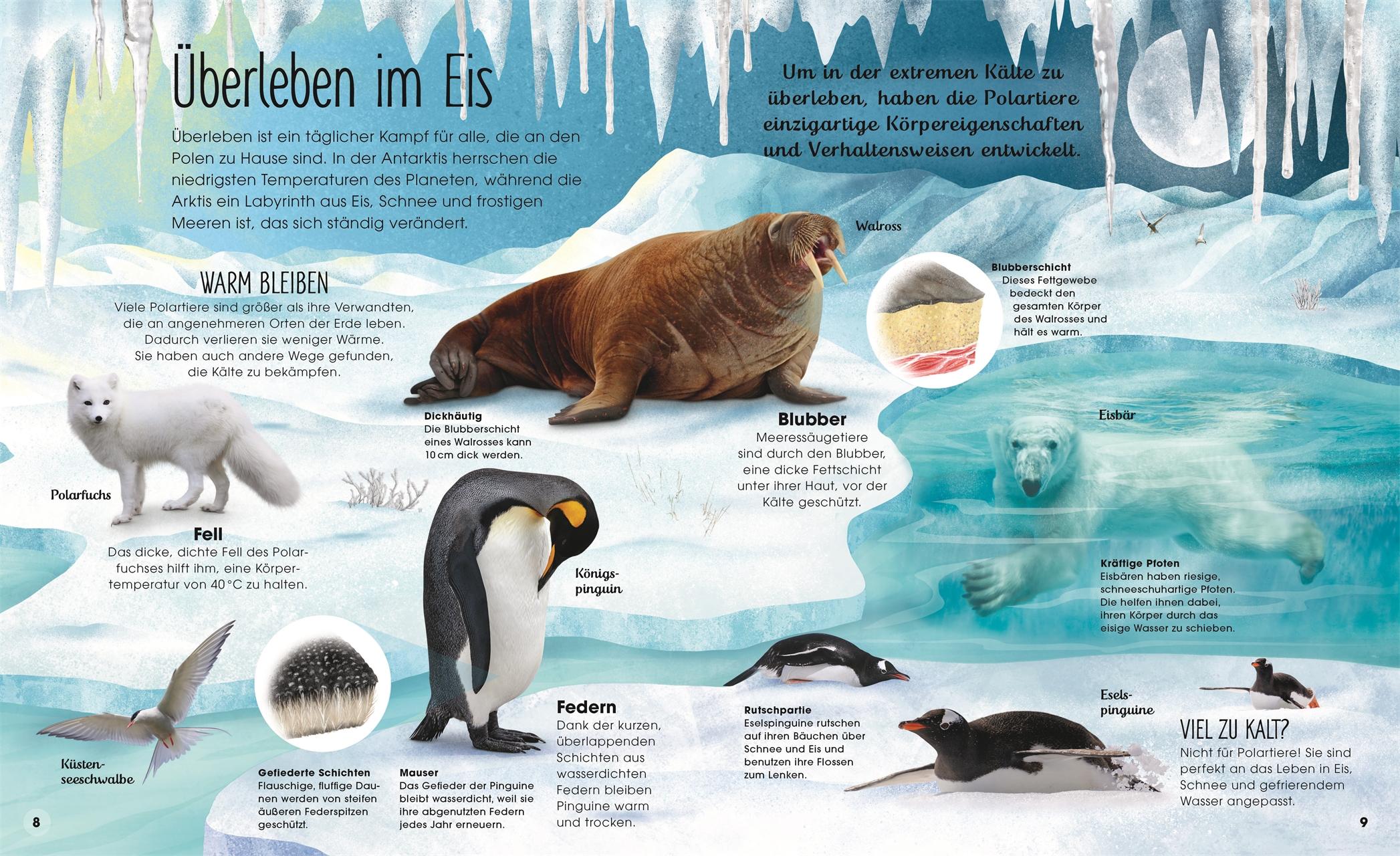 Beispielinhalt (Bild) Welt aus Eis